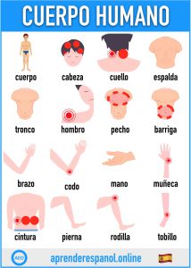 cuerpo humano en español - aprender español online - vocabulario del cuerpo humano en español