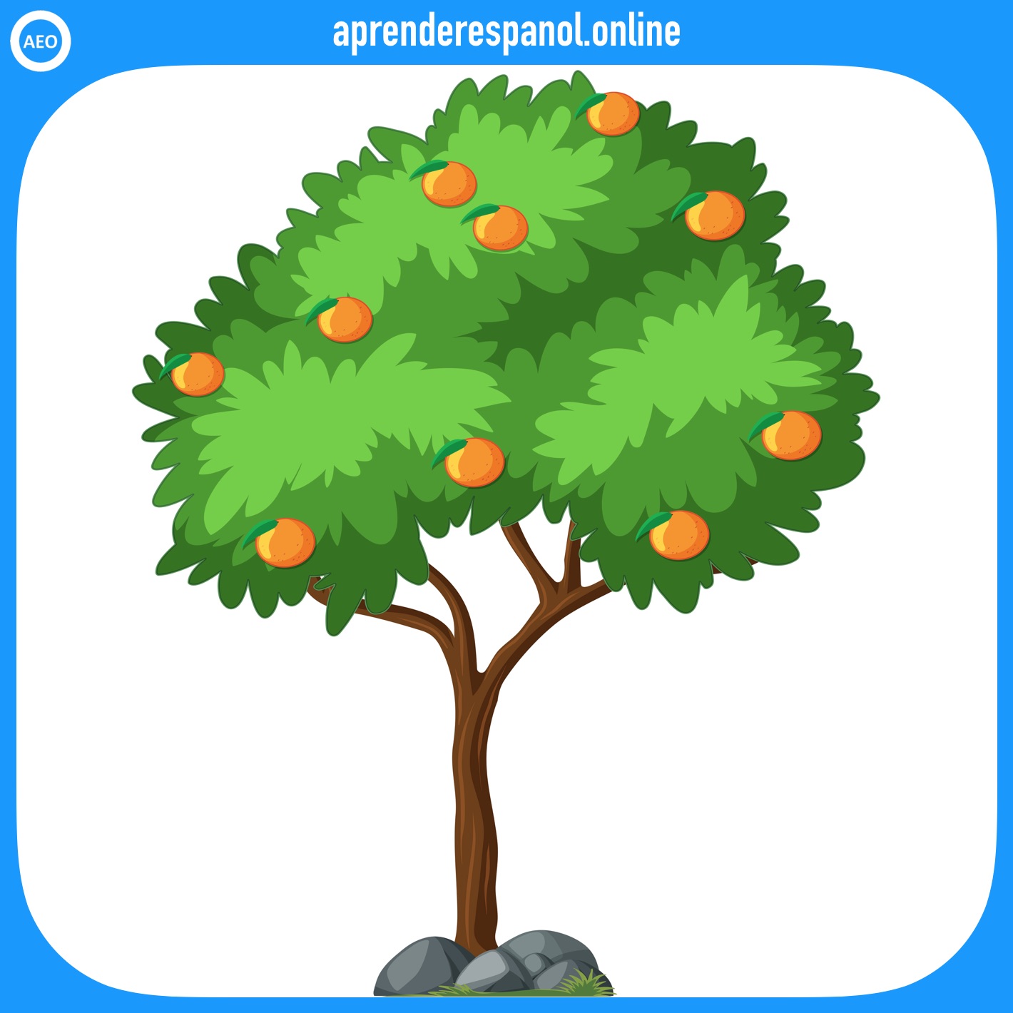 frutas: naranja - frutas en español - vocabulario de las frutas en español