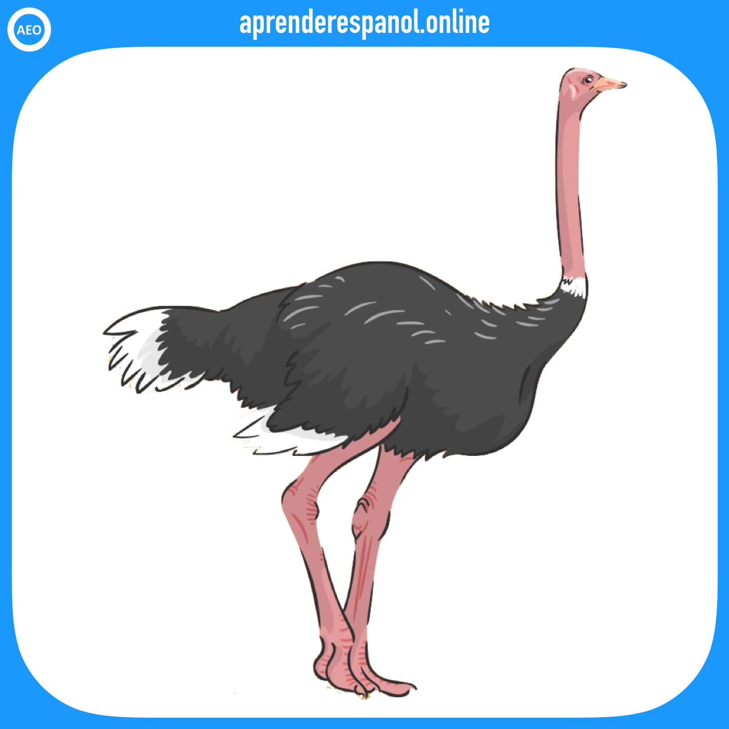 avestruz | animales en español | vocabulario de los animales en español