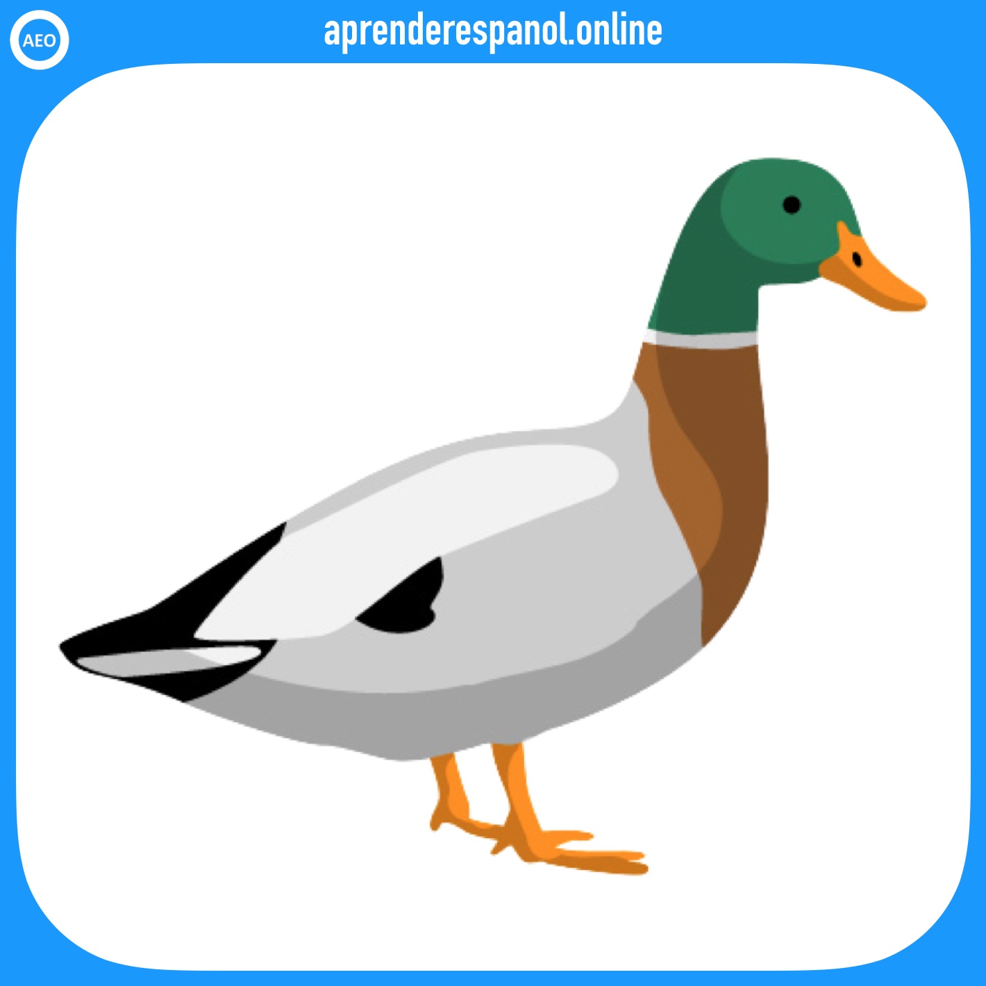 pato | animales en español | vocabulario de los animales en español